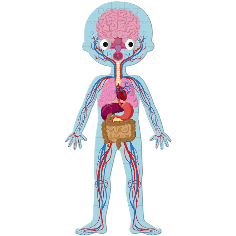 Educational Puzzle- Human Body