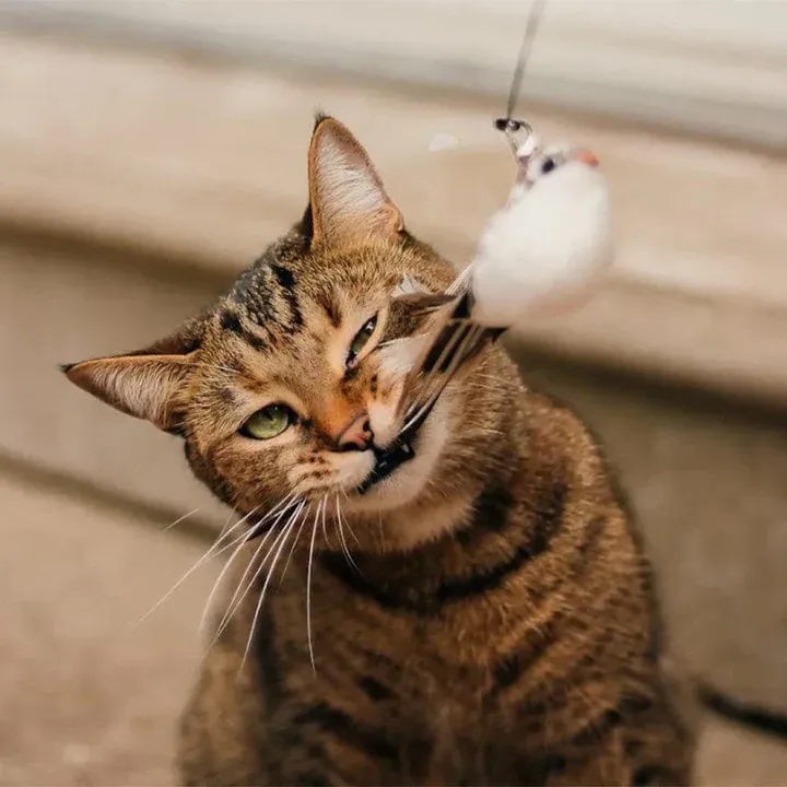 Interactive Bird Simulation Cat Toy Set