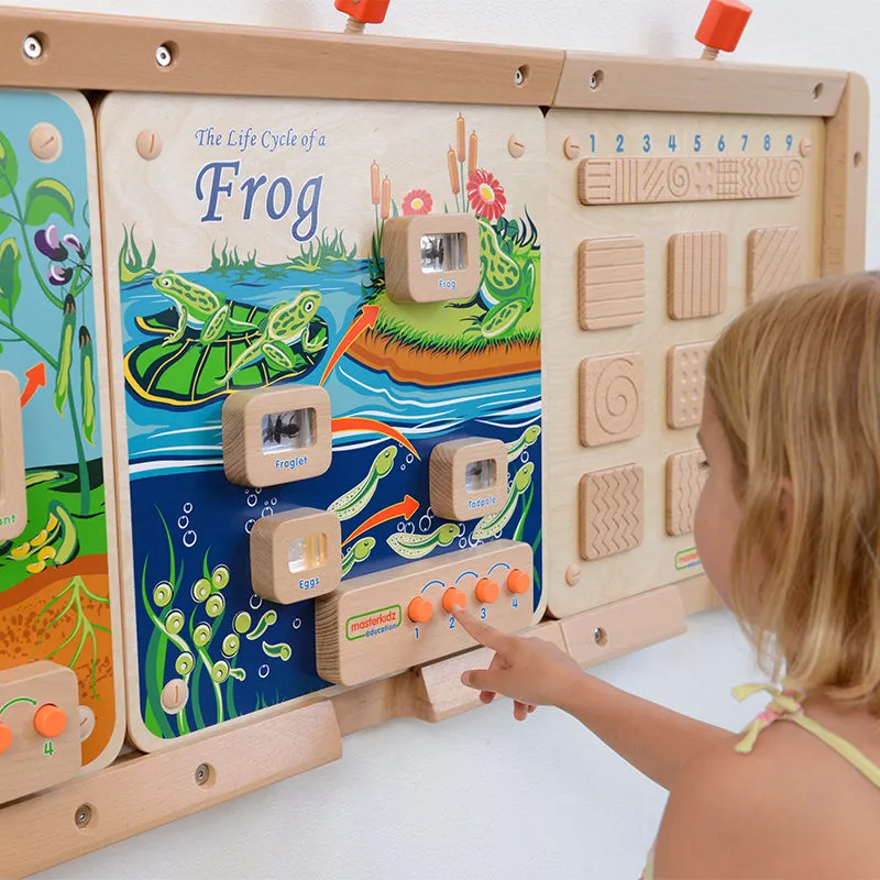 Light-Up Frog Life Cycle Stages Panel